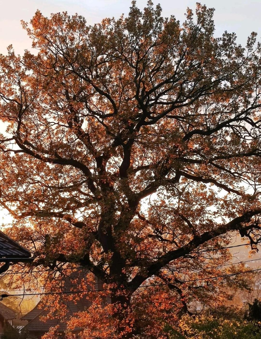 The Little Oak - Tiny House With Bed On Mezzanine & Terrace - From 1 To 4 P Disney, Paris & Cdg Pomponne Екстериор снимка